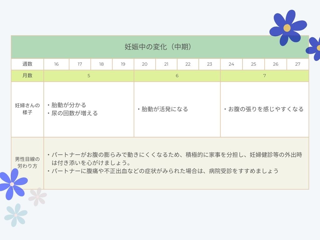 妊娠中の変化（中期）