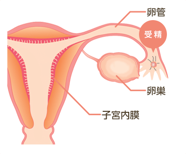 02.妊娠のしくみ