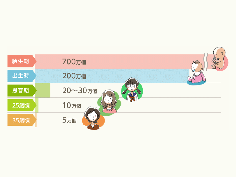 02.卵子の数は減っていく②