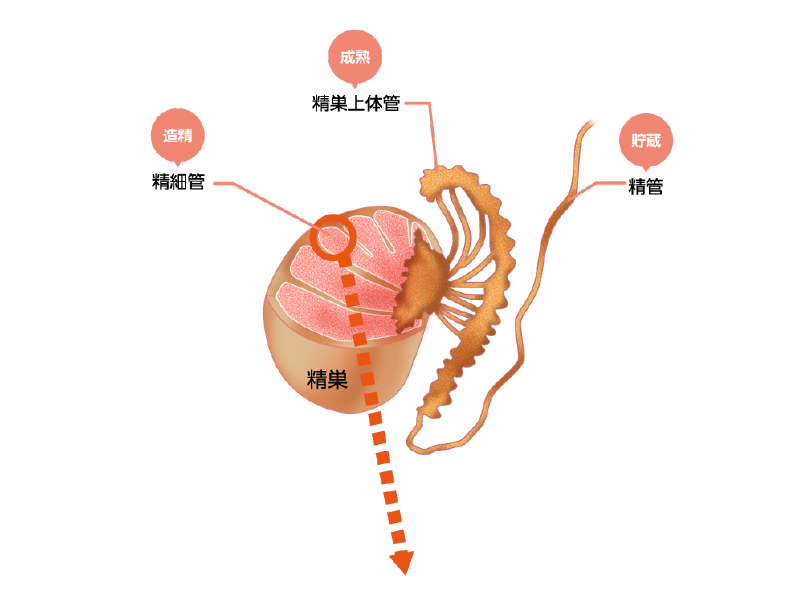 03.精子の誕生