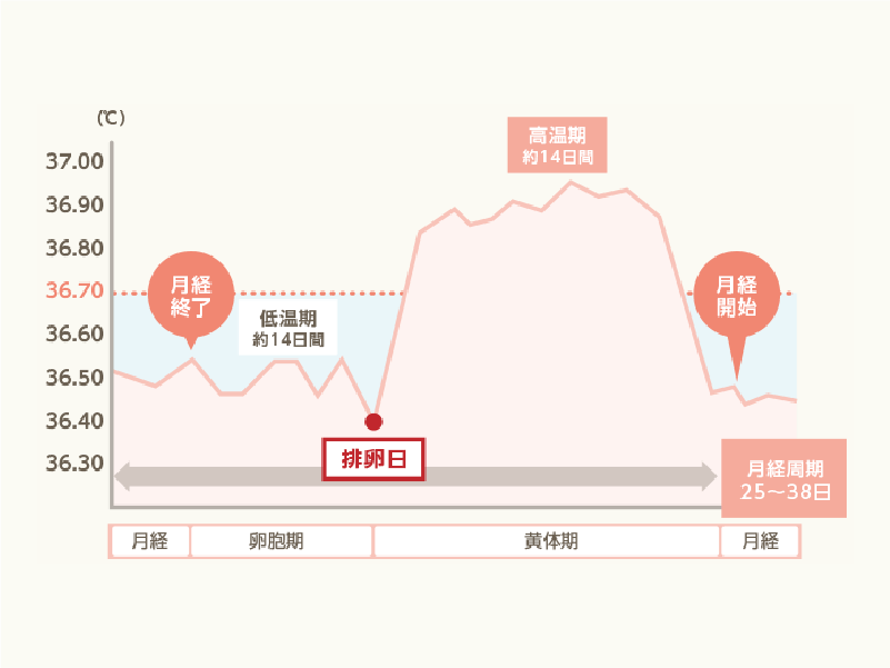 03.基礎体温からわかること