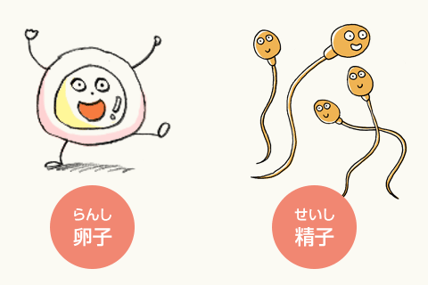 卵子と精子のイラスト