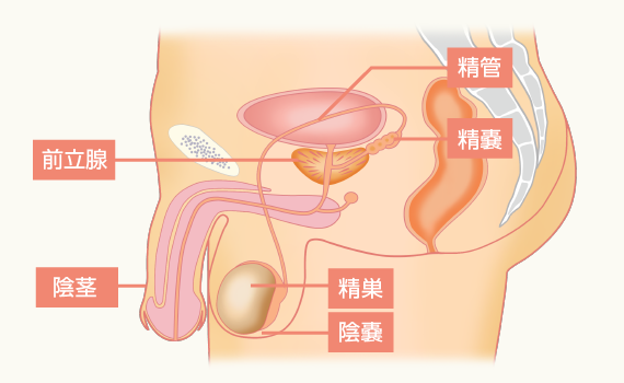 男性の体の構造