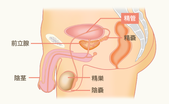 男性の体の構造