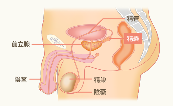 男性の体の構造