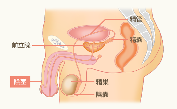 男性の体の構造