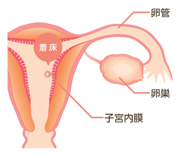 着床の仕組み