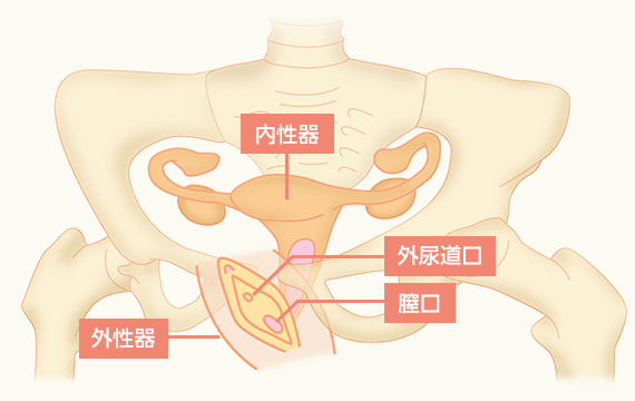 女性の体の構造