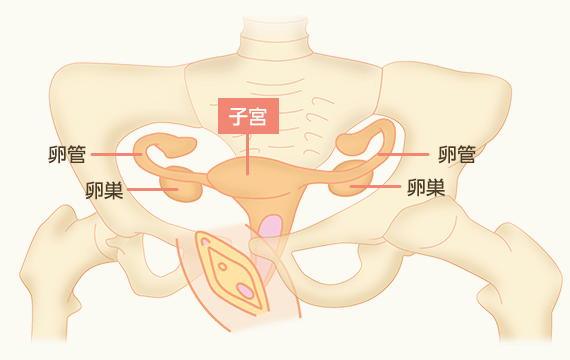 女性の体の構造