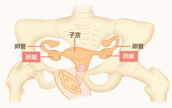 女性の体の構造