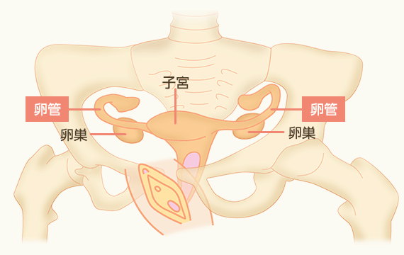 女性の体の構造