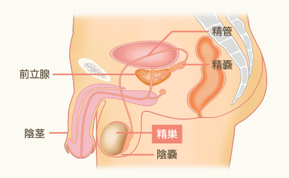 男性の体の構造