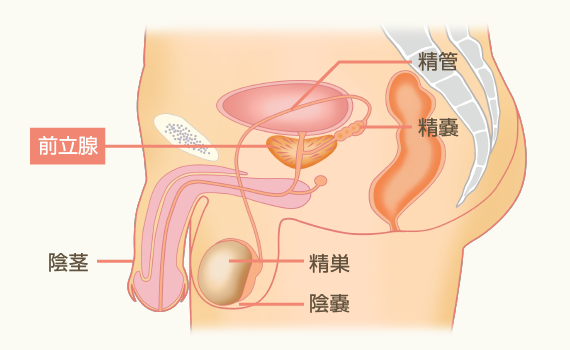 男性の体の構造