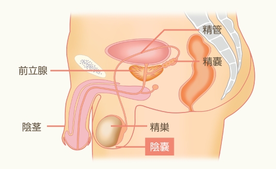 男性の体の構造